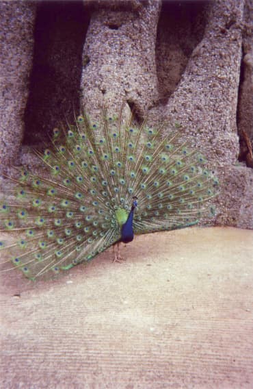 Peacock, Barcelona Zoo banner